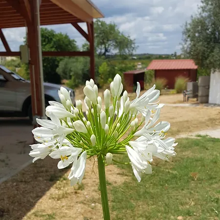 Quinta Da Bornacha - Casa B E Casa C شقة فيلا نوفا دي كاسيلا